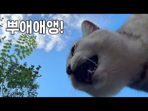 일주일 동안 찾아오지 않는 집사를 찾아 집을 나간 고양이