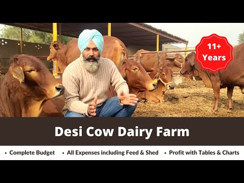 Desi Cow Dairy Farm | Feed, Shed & Profit