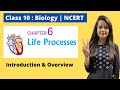 10th Biology NCERT Life Processes Introduction Overview Of Life Processes