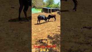 Download lagu गऊ सेवा सबसे बड़ा सेवा 🙏🙏🙏🙏🙏🙏🙏🌹🌹🌹🌹🌹🌹🌹🌹🌹🙏🙏🙏 #cow #baffalo #animals #murraha #love mp3