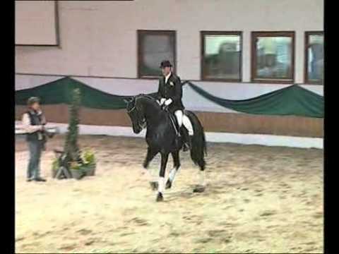 Danone II - Elite Stallions