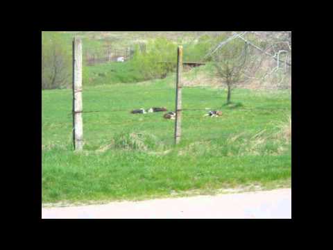 DEZASTRU  AGRICULTURII- made in Aghires Fabrici , Jud Cluj