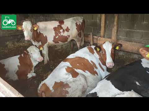 Ferma për prodhimin e qumështit në fshati Nabërgjan të komunës së Pejës