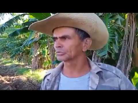 Destaca en Campechuela labor de campesino