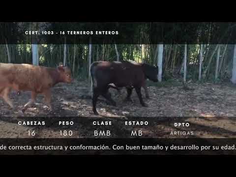 Lote 16 Terneros Cruzas carniceras 180kg -  en Ruta 30 a 15km de Artigas