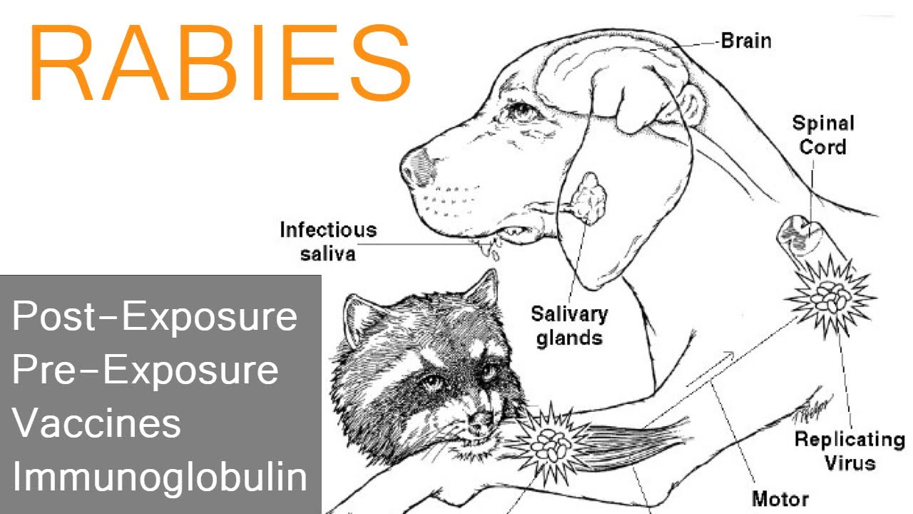Rabies Guidelines