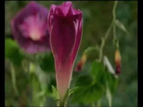 The Brian Jonestown Massacre - A New Kind Of Sick ( BBC 2003)