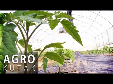 Agro kutak - Koliko je zahtjevna plastenička proizvodnja? 11.04.2017.