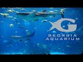 Georgia Aquarium Behind The Scenes Tour Reviews