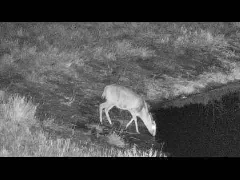 Djuma: Duiker safely gets drink at the pan - 23:54 - 08/10/18