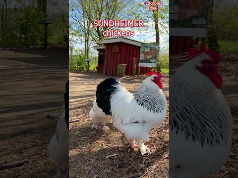 , title : 'SUNDHEIMER chickens - rooster and hens - Sundheimer Hühner mit Hahn #hühner #chickenfarming #rooster'
