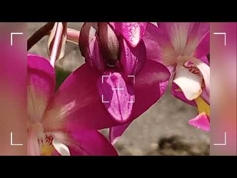 Flowers -|| Janaka Prasanna ||