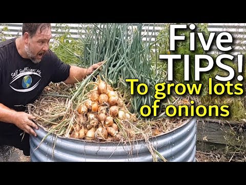 5 Tips How to Grow a Ton of Onions in One Container or Garden Bed Video