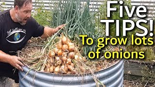 5 Tips How to Grow a Ton of Onions in One Containe