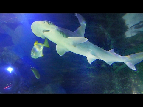 Sharks turtles and Manta rays at Scarborough SEA LIFE Sanctuary