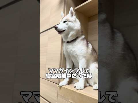 【お喋り】ママがインフル隔離中だった時(今は元気です！) #善スタショート #お喋りハスキー #シベリアンハスキー