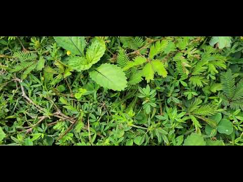 Amazing MORIVIVI Plant In Puerto Rico!