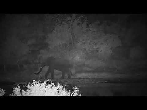 Djuma: Lone Elephant getting a drink - 19:57 - 05/17/20
