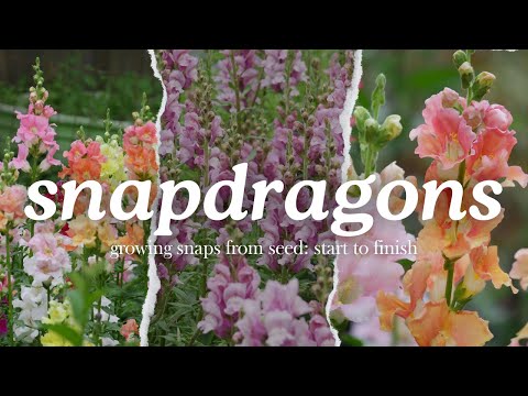 Growing Snapdragons: Start to Finish - Winter Sowing Snapdragon Seeds - Planting for Cut Flowers
