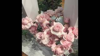 Blossoms - Blown Rose Sub Español