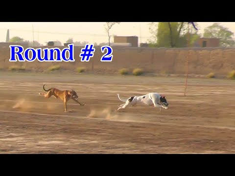 Dog Race | Dori Track Race | Round # 2 | 16-03-2022 | Rajoka coursing club Faisalabad