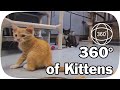 360° Kittens