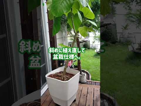 種、挿し木、または若木から盆栽を育てるにはどうすればよいですか?  庭園