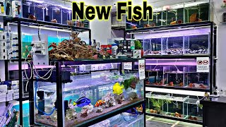 Amazing New Fish Stock | AquaFinScape