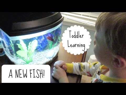 TODDLER LEARNING | Betta Fish Care on a Budget!