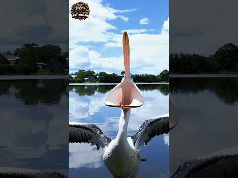 Animal transformation | Great pelican #animalshorts #animals #pelicans
