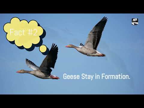 WISDOM OF THE GEESE:  Lessons That Can Change Your Life | INSPIRATIONAL VIDEO