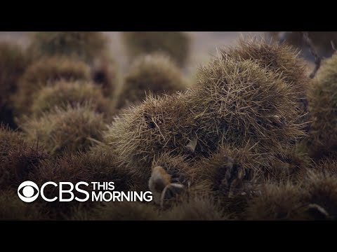 Once an icon, the functionally extinct American chestnut tree could be restored