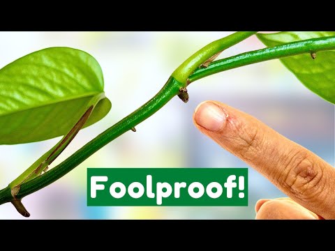 BEST Way To Propagate Pothos From Cuttings