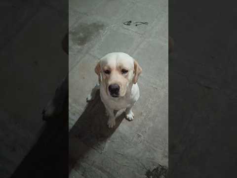 Labrador dog friendly #doglover #shortsvideo #viral #hashtag #pets #love