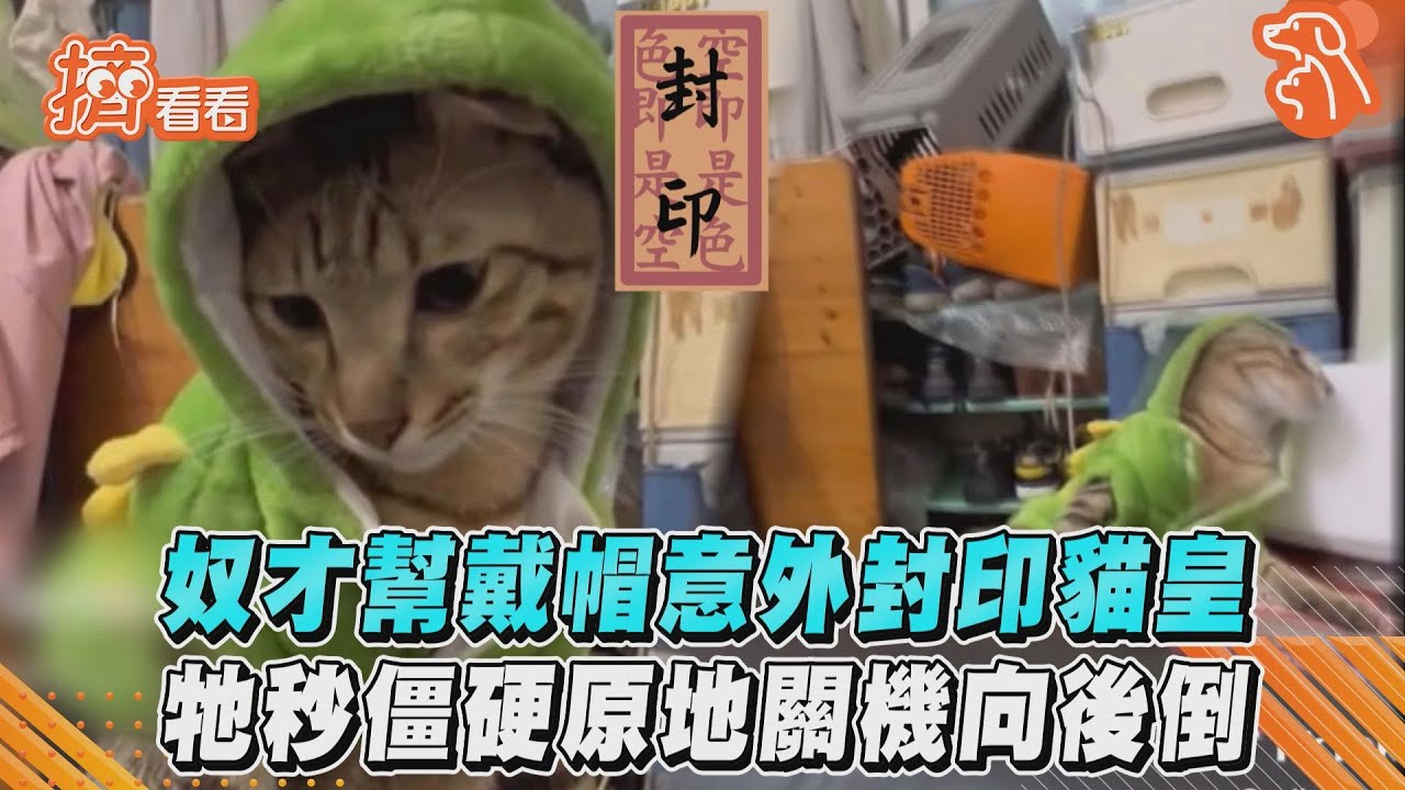 影音/奴才幫戴帽意外封印貓皇 牠秒僵硬原地關機向後倒