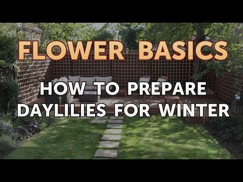 How to Get More Canna Lily Blooms