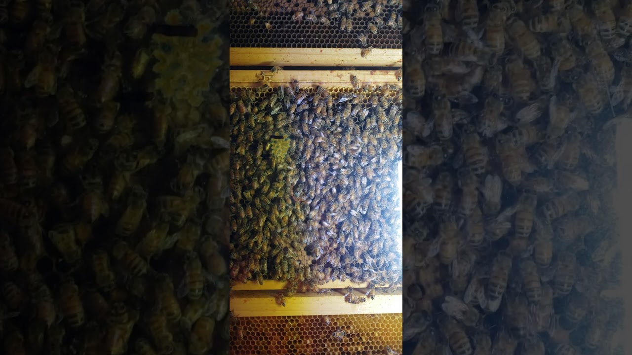 Queenless colony experiment day 5 end