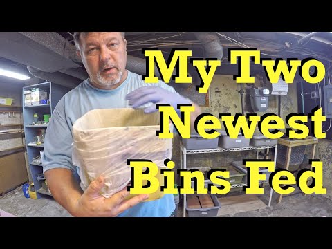 Feeding my newest 49- & 13-day old worm bins - vermicomposting
