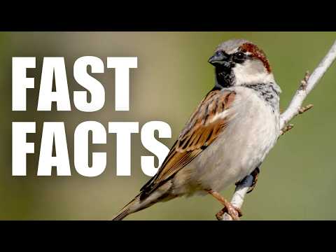 Most People Don't Know These 8 HOUSE SPARROW Facts