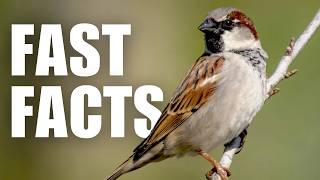 Most People Don't Know These 8 HOUSE SPARROW Facts