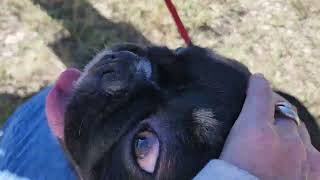Video preview image #1 French Bulldog Puppy For Sale in Bandera, TX, USA
