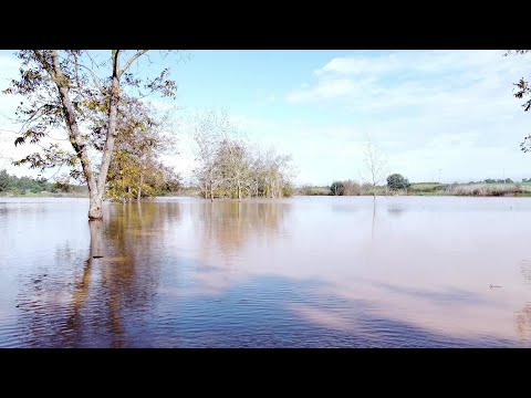 Floods are paradise for birds - at Poleg river, Udim and Yakum - הצפות הן גן-עדן לציפורים - נחל פולג