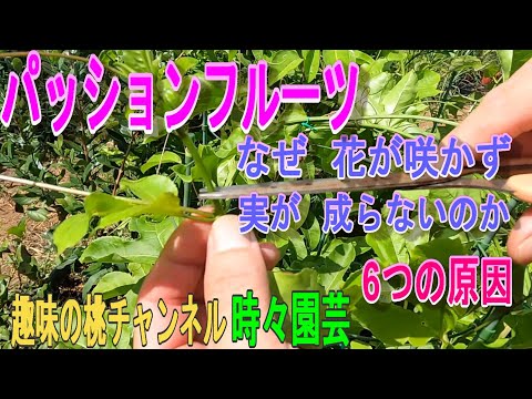 クリスマスサボテンのための天然肥料：豊かな開花のための4つの自家製レシピ  庭園