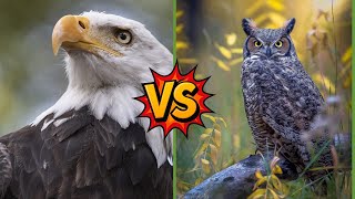 Eagle Vs Owl | Which Is The King Of Sky?