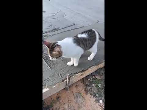 Funny Cats 😹   Do