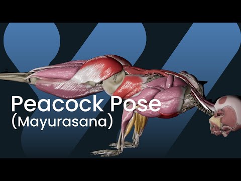 Peacock Pose Mayurasana Explained