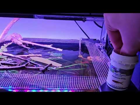 Rasbora-VITAL - Farbfutter für kleine Bärblinge | Aqua-Tropica das Original!!!