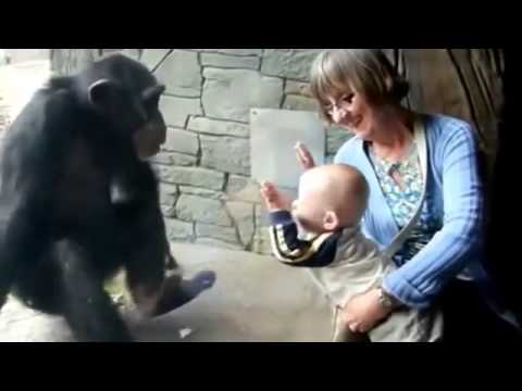 Chimp Wants To Fight Baby