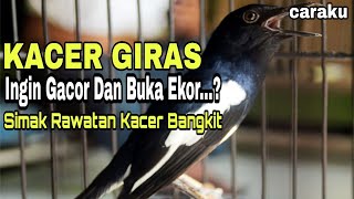 Download lagu The Kacer is excited and wants to sing and open its tail || The results are 100% guaranteed mp3