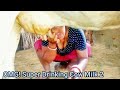 Milking Drinking Cow Milk At A Dairy Farm